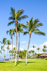 Obraz premium Palmen Strand auf Hawaii, USA 