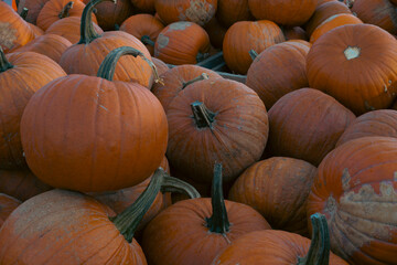 Halloween. Carved Halloween pumpkins glowing with candlelight inside at night, spooky and festive atmosphere with dark background.