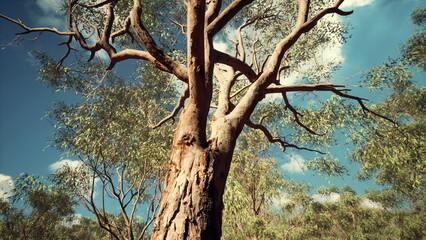 Tall eucalyptus tree stands proudly against a backdrop of blue sky and scattered clouds. Sunlight filters through its branches, creating a serene and natural atmosphere in the outdoors.