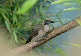 Helmeted friarbird