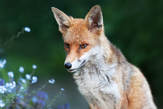 Portrait of a cute red fox with blue flowers in the background
