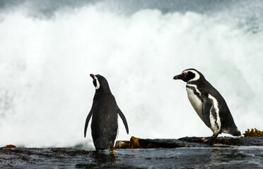 Fototapeta premium Two Magellanic penguins on a rocky shore watching crashing waves, Falkland Islands