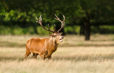 Majestic red deer stag calling during the rut in autumn