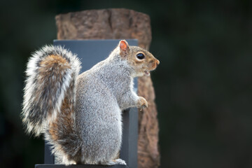 Grey squirrel eating nuts and seeds on a squirrel feeder