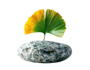 Ginkgo biloba leaf atop speckled oval stone, vibrant color against black backdrop