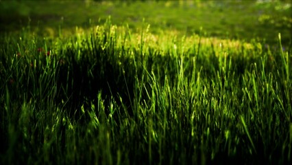 Bright green grass glistens under the sunlight, creating a serene landscape. The gentle breeze makes the blades dance, giving a feeling of tranquility in nature’s embrace.