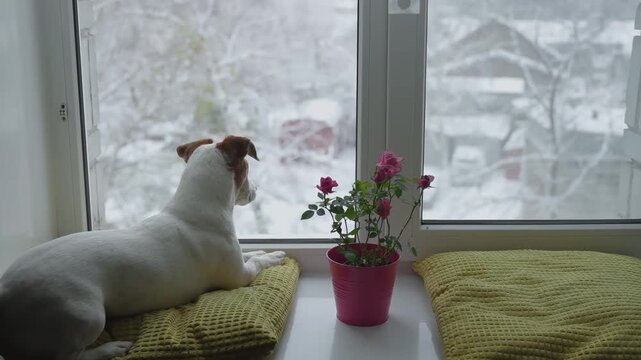 Cute dog with a rose pot flowers at the window. 