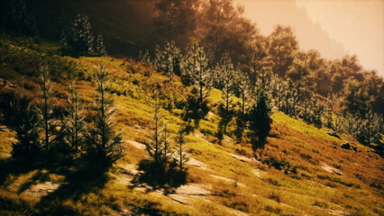 A beautiful hillside is filled with vibrant greenery and soft shadows under warm, golden sunlight. The peaceful landscape creates a tranquil setting in nature that captivates the eye.