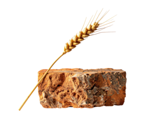 Wheat sprig rests on a section of weathered, earthy-toned brick, isolated against black background
