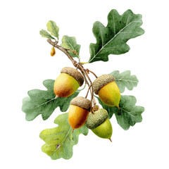 Oak Acorn Cluster, watercolor clipart vector, isolated on a white background. © F-ART