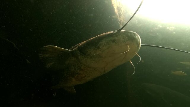 A large wels catfish &ndash; also known as European catfish or Silurus glanis &ndash; exits a cavity in the lakebed, filmed from a low upward angle in a murky freshwater lake.
