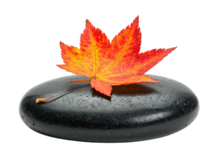 A colorful maple leaf rests on a smooth black stone, isolated against a dark void