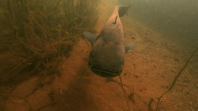 A wels catfish swims directly behind the moving camera, showing no fear as it follows. Silurus glanis. Check my portfolio for more wels catfish footage.