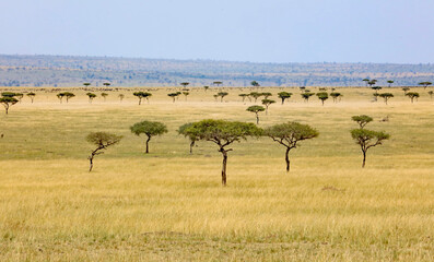 View across the Serengeti from the Kenyan border, Masai Mara Kenya Africa
