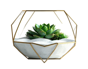 Geometric terrarium with a succulent, moss, and white sand, isolated on black
