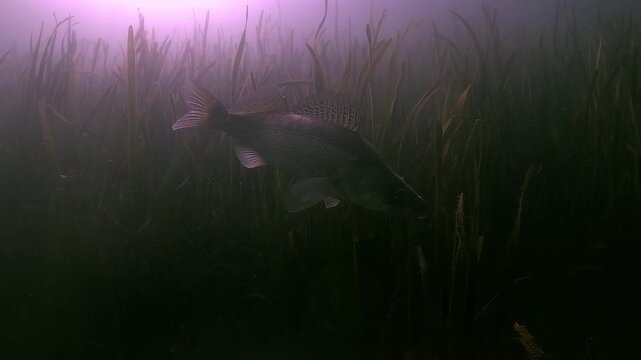 Pike perch, also called zander &ndash; Sander lucioperca, swims near aquatic plants in a freshwater lake, highlighted by soft backlight. Check my portfolio for more pike perch footage.