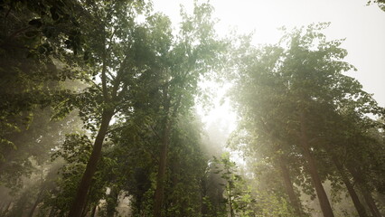 Obraz premium Bright sunlight shines down through tall trees, creating a serene atmosphere. Mist lingers in the air, adding to the beauty of this tranquil forest scene.