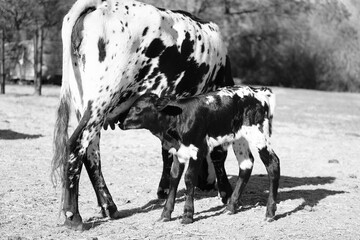 Calf nursing on corriente cow closeup in black and white on Texas farm.