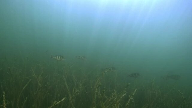 A small school of European perch &ndash; Perca fluviatilis &ndash; glides slowly above aquatic plants near the lakebed, in a shaded freshwater environment.