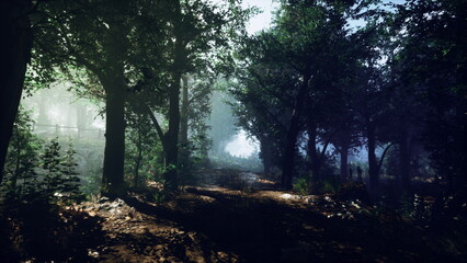 A tranquil forest path winds through tall trees, bathed in soft morning light. Sunbeams filter through the leaves, creating a magical atmosphere of calm and serenity.