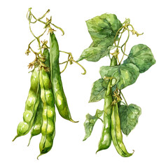 Green Bean On Vine Set, watercolor drawing vector, isolated on a white background.