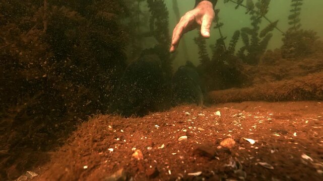 Medium shot of a diver reaching out to touch resting zanders &ndash; Sander lucioperca &ndash; but they evade contact, showing awareness and avoidance behavior.