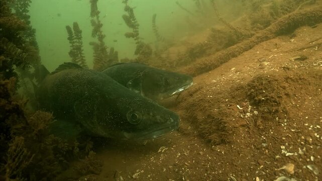 Close-up on two zanders &ndash; Sander lucioperca &ndash; resting motionless on lake bottom, showing calm posture during daytime inactivity in freshwater habitat.