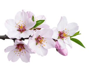 rama de almendro florecida