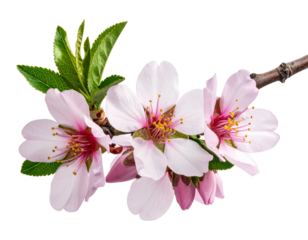 rama de almendro florecida