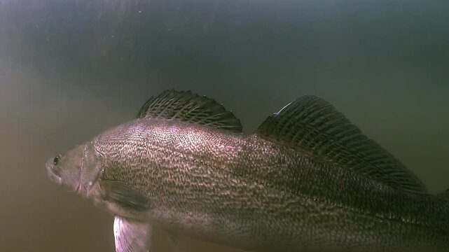 Close-up on a zander &ndash; Sander lucioperca &ndash; with shiny, detailed scales. The fish remains still near aquatic plants, highlighting its natural camouflage.
