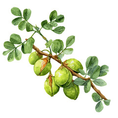 watercolor vector of Chickpea Pod Set On Branch, isolated on a white background.