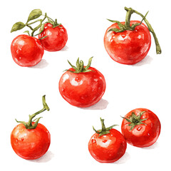 Cherry Tomato Set, watercolor drawing vector, isolated on a white background.