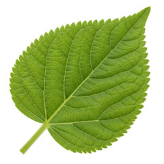 Obraz premium Fresh green leaf glistens with intricate detail, perfect for vibrant nature-inspired designs and eco-friendly projects now