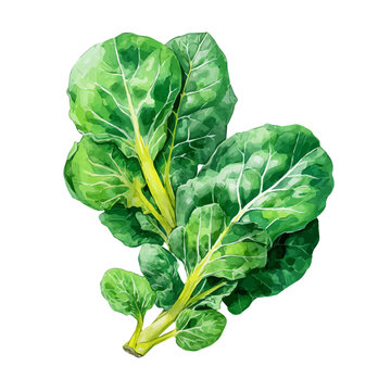 watercolor vector of Collard Greens, isolated on a white background.