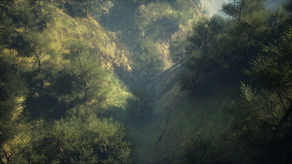 Morning light filters through the trees in a serene valley, revealing vibrant greenery. The peaceful landscape invites calmness and reflection in a hidden natural retreat.