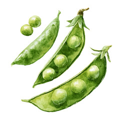 watercolor vector of Set Of Green Peas On Stem Very Natural, isolated on a white background.