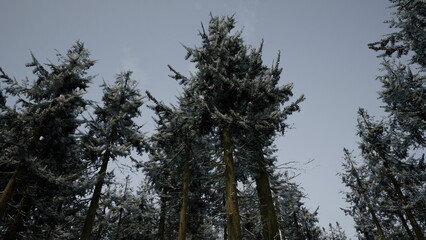 Dark green pine trees rise high, their branches dusted with fresh snow. A gray sky looms above, creating a serene winter atmosphere in the tranquil forest.