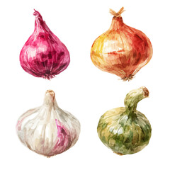 Obraz premium Onion Set, watercolor painting vector, isolated on a white background.