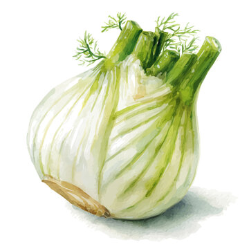 Fennel Bulb, watercolor painting vector, isolated on a white background.