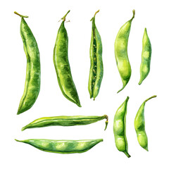 Green Bean Set, watercolor painting vector, isolated on a white background.