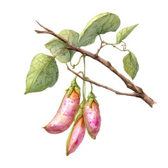 Kidney Bean Pod Set On Branch, watercolor drawing vector, isolated on a white background.
