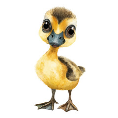 Gosling, watercolor drawing vector, isolated on a white background.
