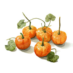Set Of Round Pumpkins On Stem Very Natural, watercolor vector, isolated on a white background.