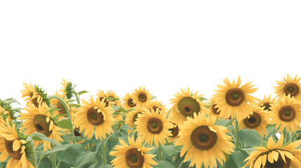 Field of bright yellow sunflowers isolated on transparent background