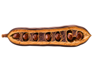 Long open dried seed pod showing the multiple seeds inside on a transparent background