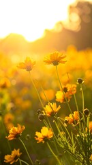 Fototapeta premium Golden field of flowers at sunset
