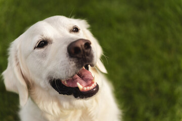 Close-up portrait of a friendly white Golden Retriever dog smiling happily outdoors