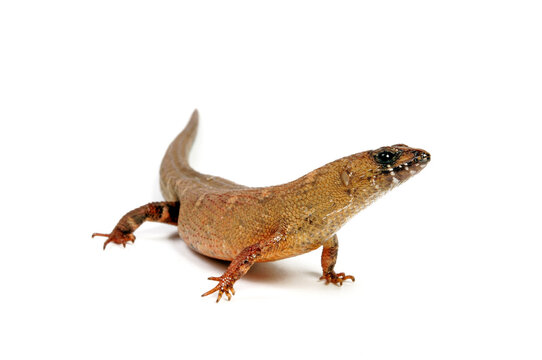 Chinese water skink // Chinesischer Wasserskink (Tropidophorus sinicus)