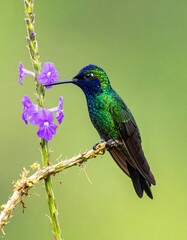 Fototapeta premium A vibrant hummingbird with iridescent plumage perches delicately on a branch beside beautiful purple flowers. The background is out of focus