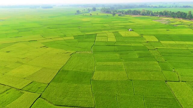Aerial drone view of lush green rice fields farmland landscape countryside nature scenery
